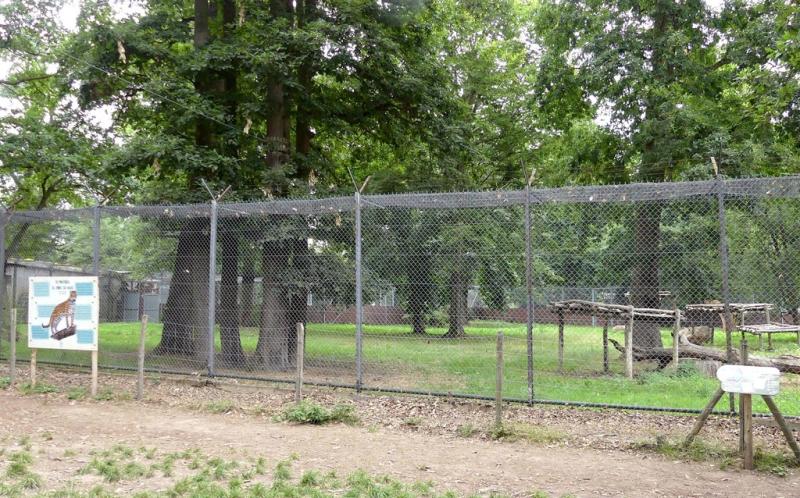 Panthère de Chine du Nord - 2021