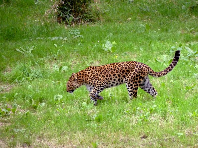 Panthère de Chine du Nord - 2021