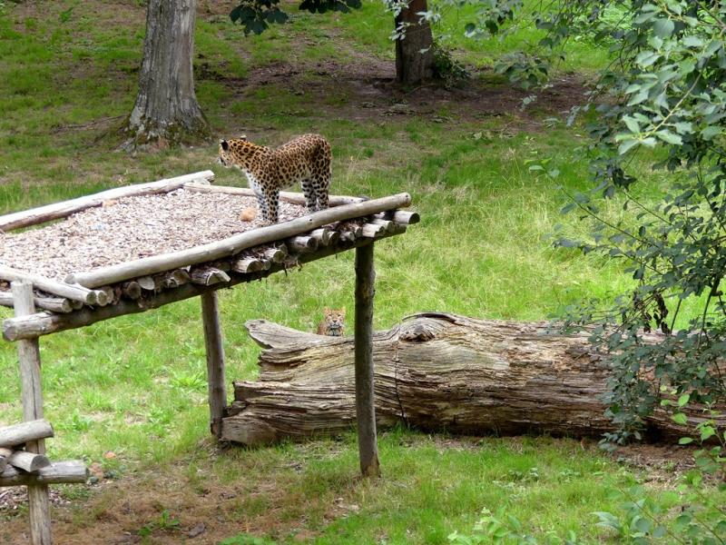 Panthère de Chine du Nord - 2021