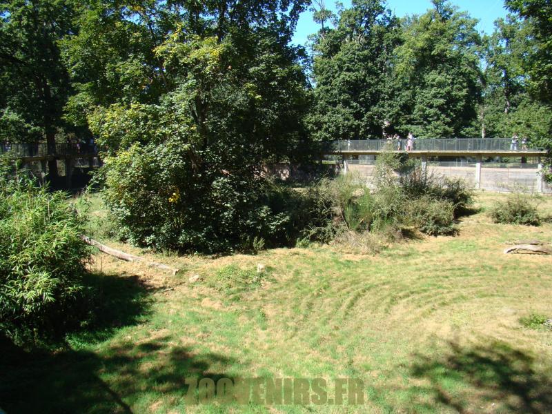 Panthère des neiges - 2012