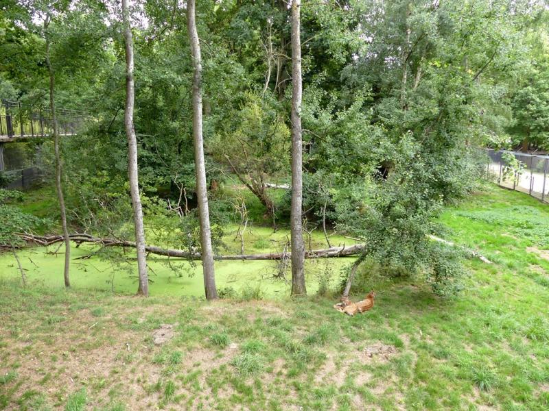 Lynx des Carpates - 2021