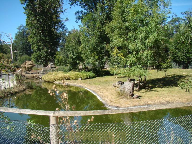 Muntjac de Chine - 2012