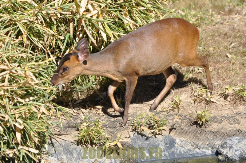 Muntjac de Chine - 2012