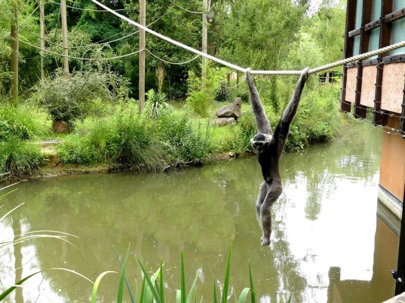 Gibbon à bonnet - 2021