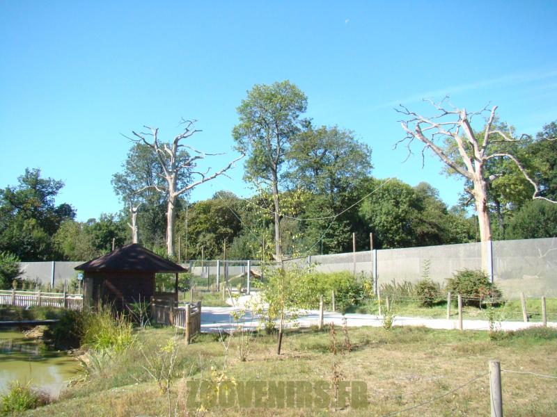 Macaque de Tonkéan - 2012