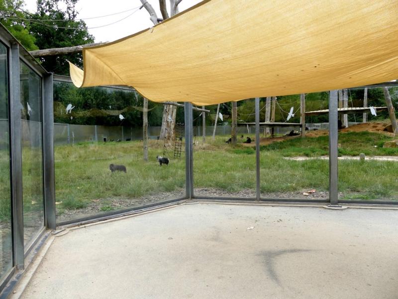 Macaque de Tonkéan - 2021