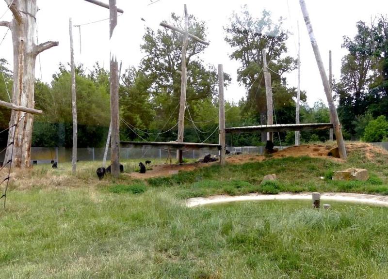 Macaque de Tonkéan - 2021