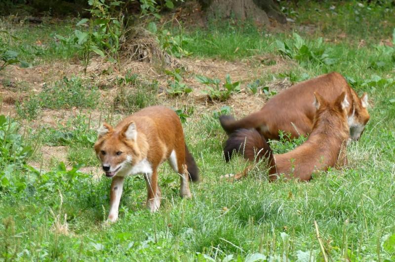 Dhole - 2021