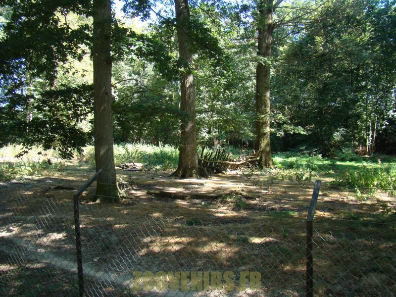 Loup d'Europe - 2012