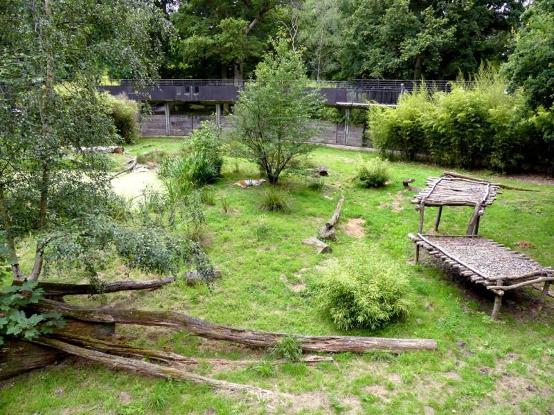 Tigre de Sibérie - 2021