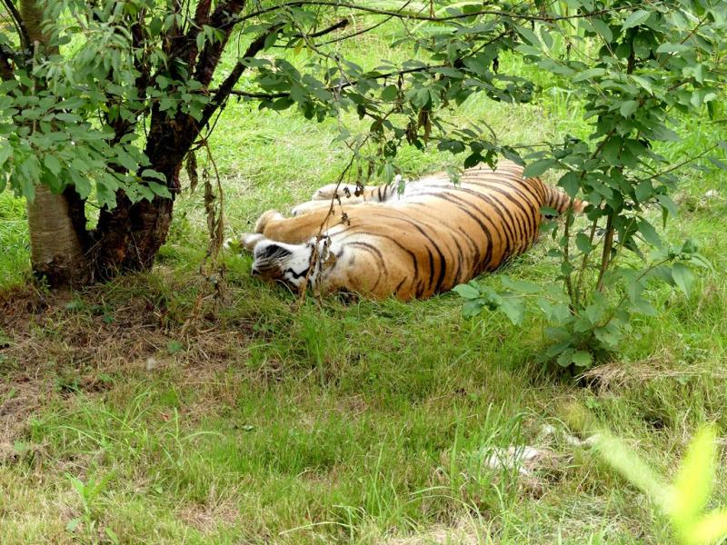 Tigre de Sibérie - 2021