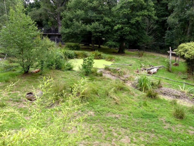 Tigre de Sibérie - 2021