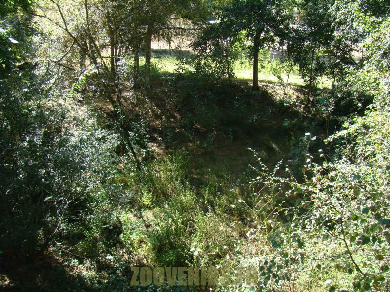 Lynx de Sibérie - 2012