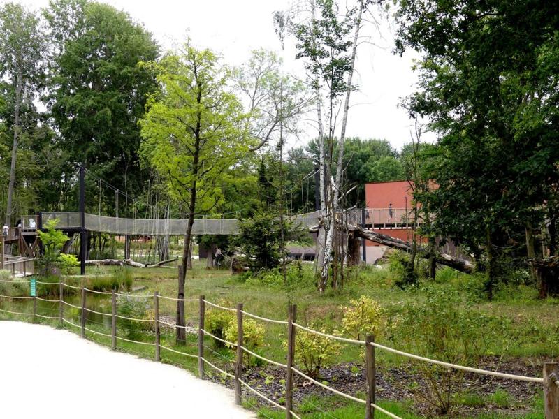 Terre de gorilles - 2021