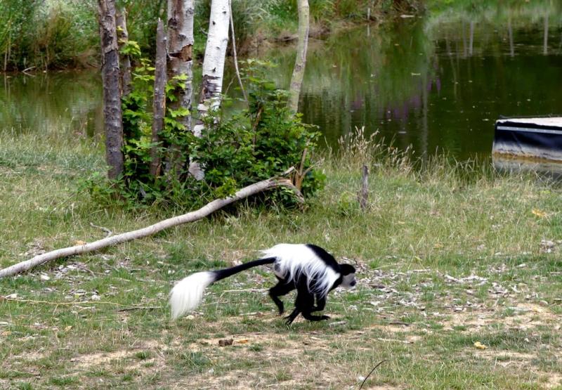 Colobe guéréza - 2021