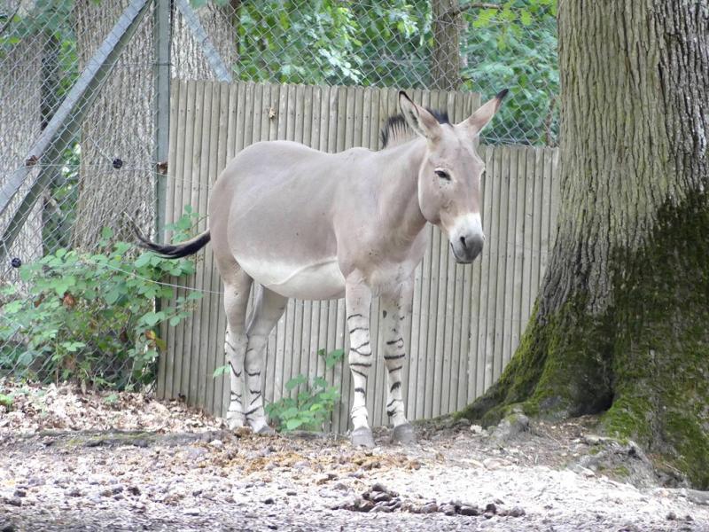 Ane de Somalie - 2021