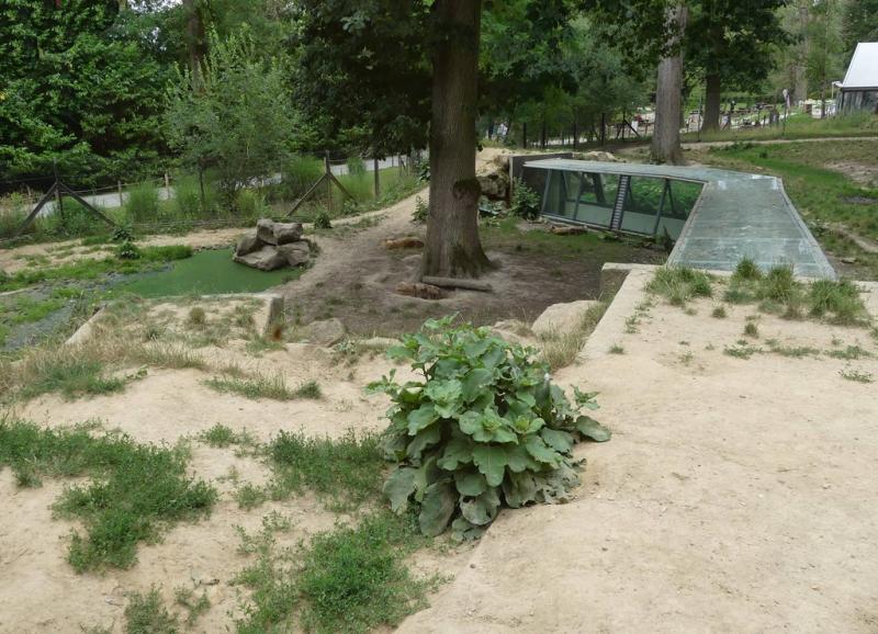 Hyène tachetée - 2021