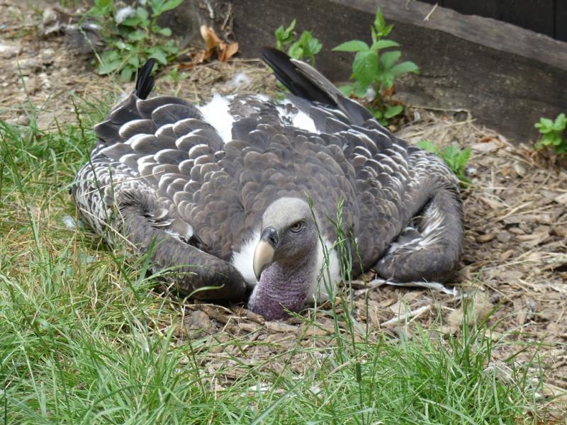 Vautour de Ruppell - 2021