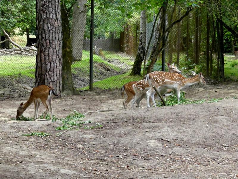 Daim moucheté - 2021