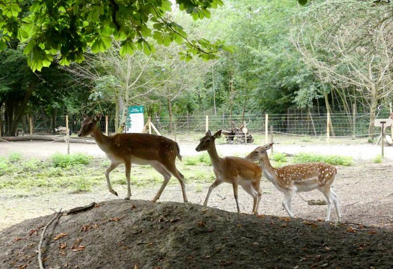 Daim moucheté - 2021