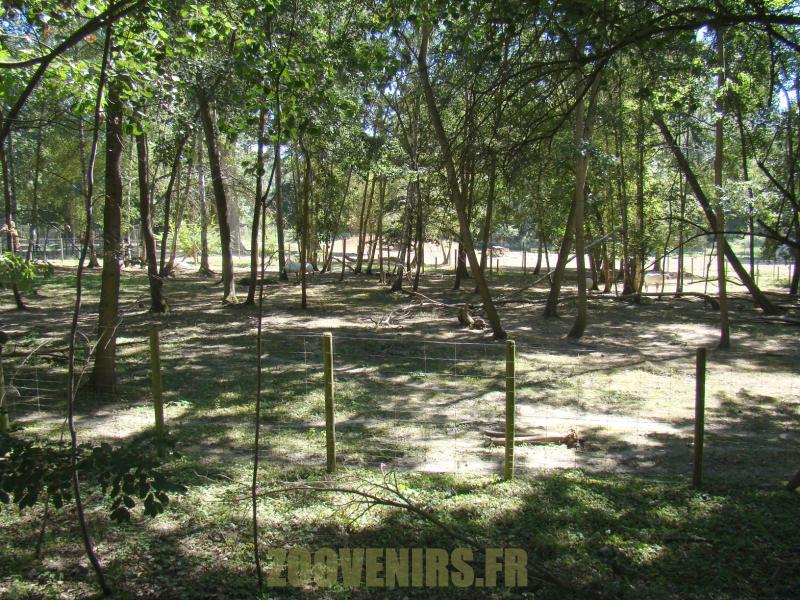 Oryx d'Arabie - 2012