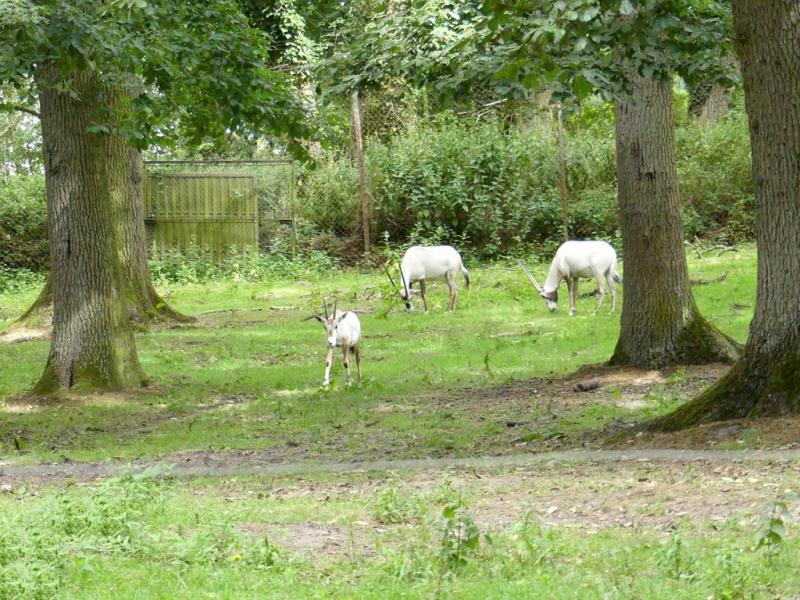 Oryx d'Arabie - 2021