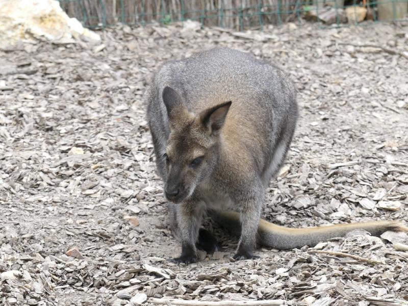 Wallaby de Bennett - 2021