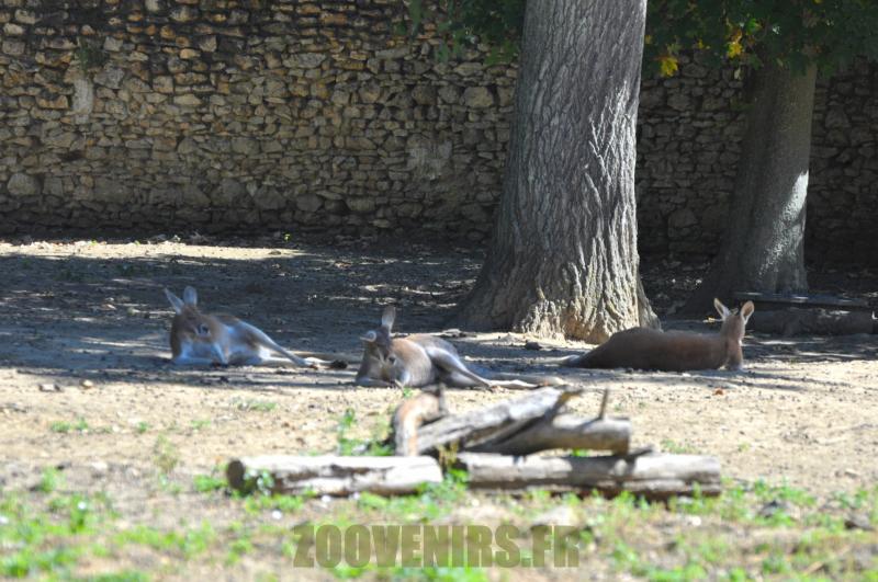 Kangourou roux - 2012