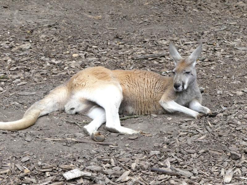 Kangouroux roux - 2021