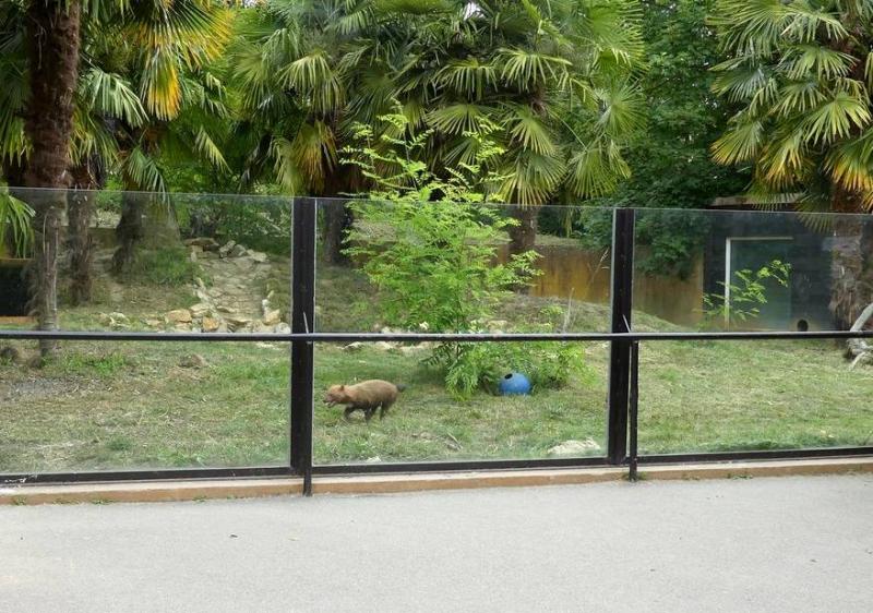 Chien des buissons - 2021