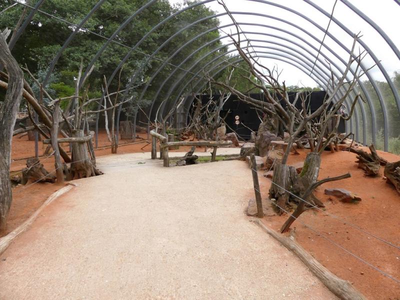 Volière australienne - 2021