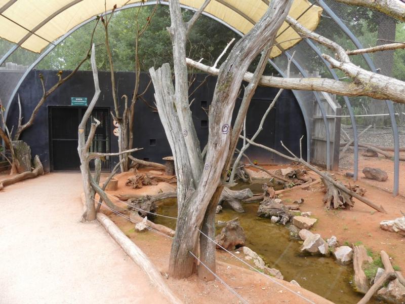 Volière australienne - 2021