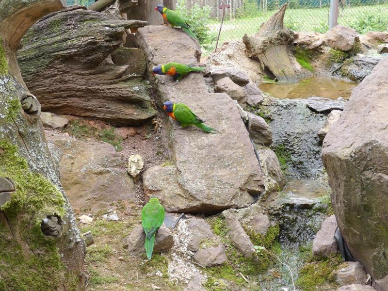 Loriquet arc-en-ciel - 2021