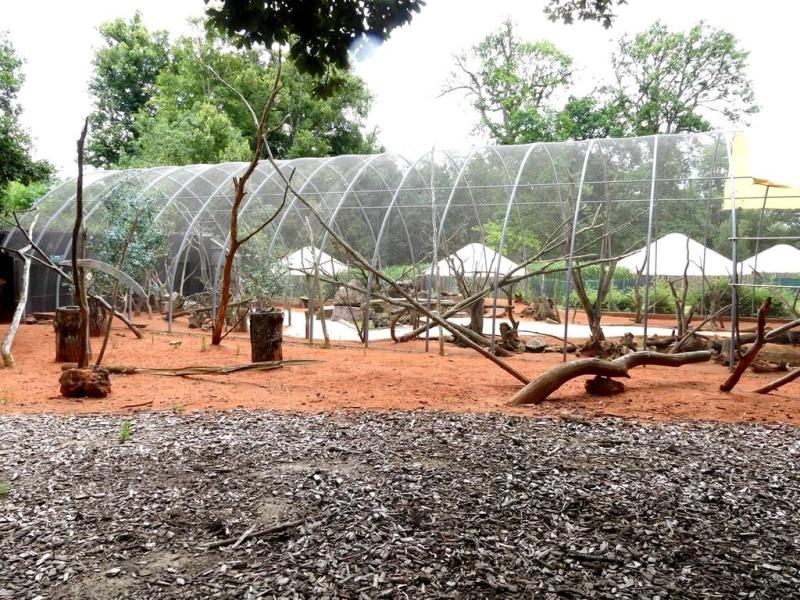 Volière australienne - 2021