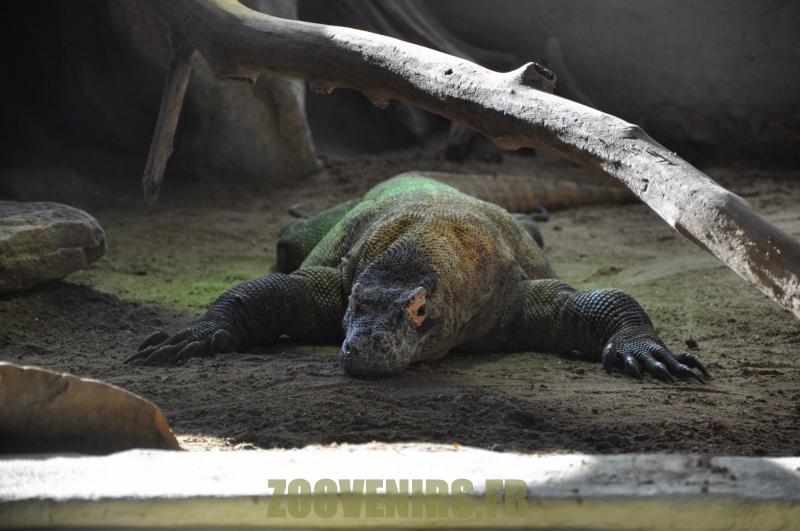 Varan du Komodo - 2012