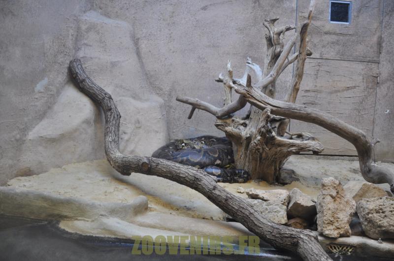 Python réticulé - 2012