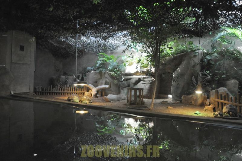 Tortue radiée - Tortue sillonnée - 2012