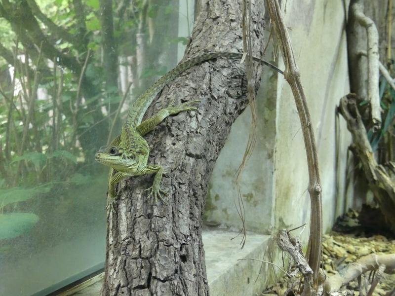 Agame voilier des Philippines - 2021