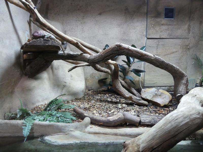 Lézard caïman - 2021