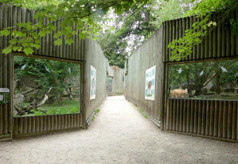 Loup à crinière - Renard polaire - 2021