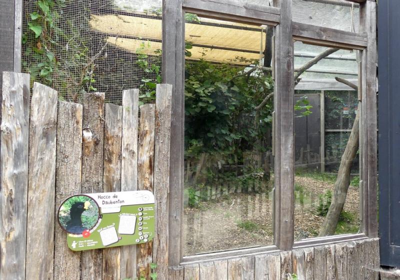 Hocco de Daubenton - 2021