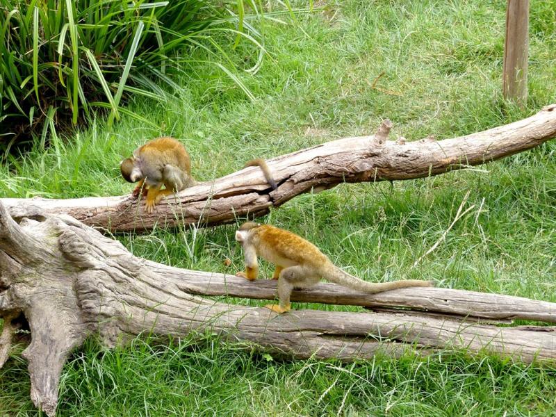 Saïmiri du Pérou - 2021