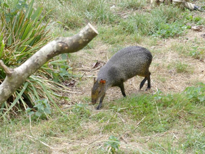 Agouti d'Azara - 2021