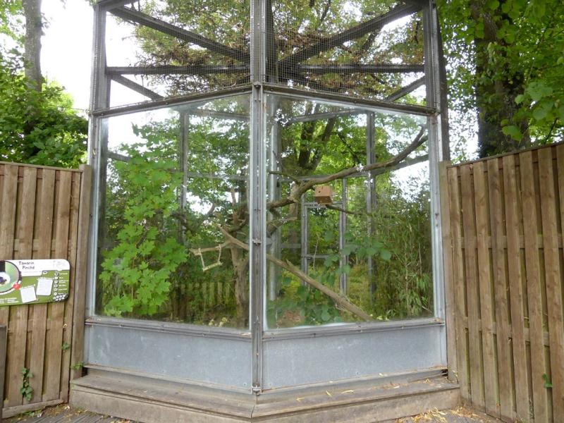 Tamarin pinché - 2021