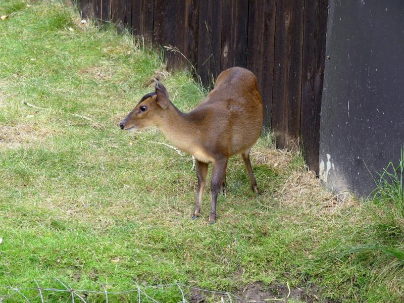 Muntjac de Reeves - 2021