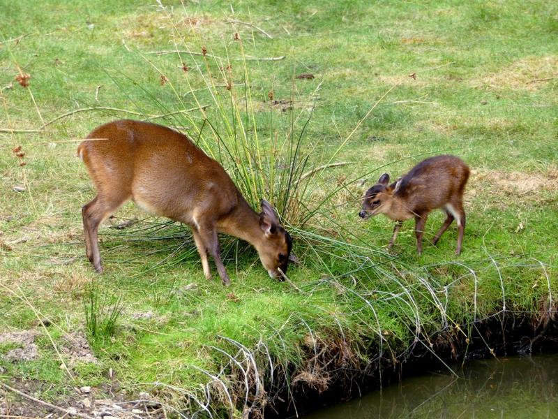 Muntjac de Reeves - 2021