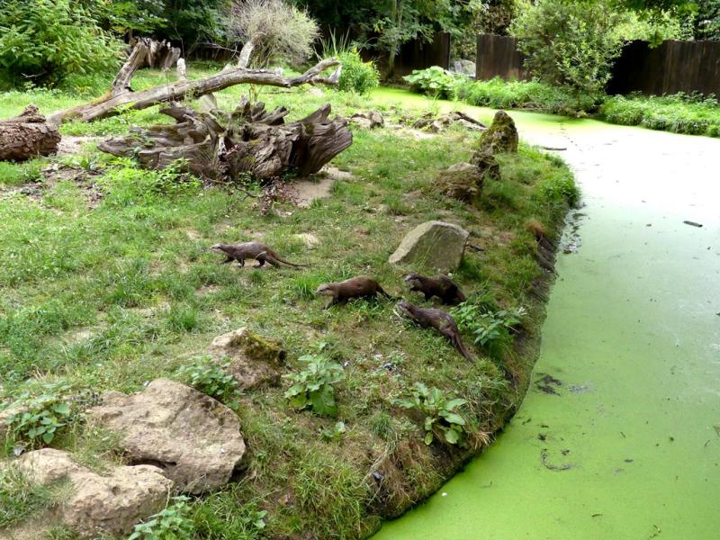 Loutre d'Asie - 2021