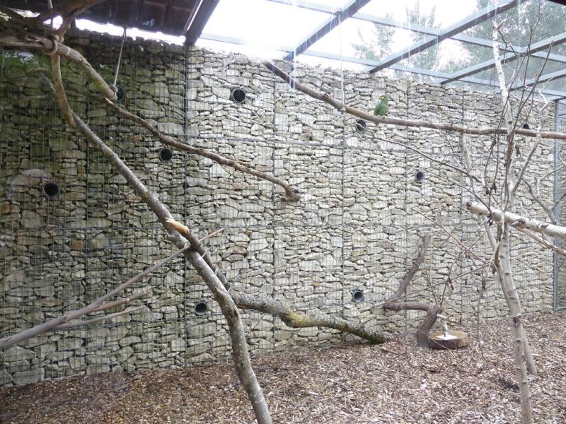 Amazone aourou - 2021