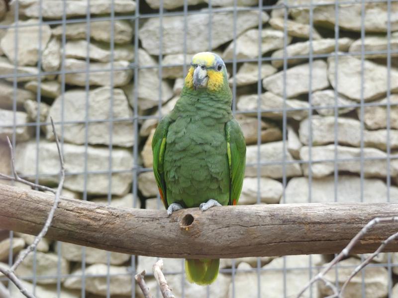 Amazone aourou - 2021