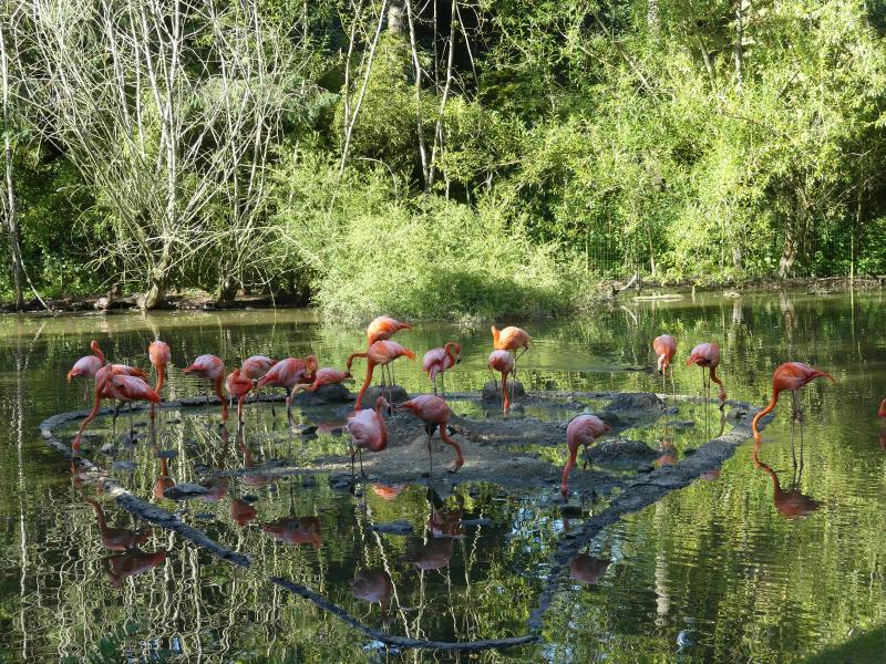 Flamant du Chili - 2021